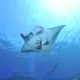 3 rate manta din Florida capturate pentru SeaWorld Abu Dhabi 1 a murit arata inregistrarile