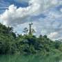 Bacteria descoperita in Amazonas este strans legata de specii andine care cauzeaza bartoneloza umana