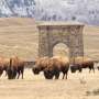 Cand bizonii au spatiu sa se miste reinvie ecosistemul Yellowstone