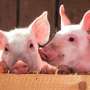 Candidatul la vaccinul impotriva febrei porcine africane arata promisiuni dar protectia larga ramane o provocare