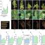 Cercetatorii descopera un modul genetic care regleaza trasaturile semintelor de soia