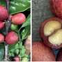 Coffea Liberica consta din trei specii distincte