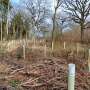 Compararea beneficiilor plantarii copacilor vs colonizarii naturale pentru rezilienta viitoare a padurilor din Marea Britanie