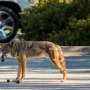 Convietuind cu coyote intalnirile raman gestionabile in ciuda riscurilor ascunse de boala