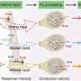 Cum lacustele migratoare echilibreaza agregarea si repulsiapro modularea neurala olfactory