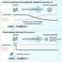 De ce ADN ul repetitiv este important pentru evolutia si boliile creierului uman