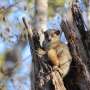 Diversitatea lemurilor in Madagascar datorita unor explozii evolutive repetate nu unei radiatii unice constata studiul