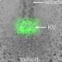 Fortele tisulare lente si constante pot fi la fel de importante ca genele si biochimia in formarea organelor in dezvoltare
