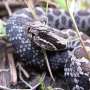 Inmultirea incrucisata dauneaza singurului vipera din Michigan