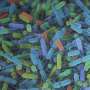 Microbii intestinali benefici pot detecta o gama larga de produse de descompunere a nutrientilor