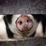 Modelul redirectioneaza camioanele de animale pentru a reduce riscurile de infectie