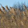 Noua baza de date catalogheaza speciile de plante pentru restaurarea pajistilor