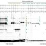 Rulerul cinetic rezolva misterul vechi al masurarii cozilor de mRNA de catre celule
