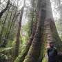 Salvarea gigantilor padurii australiene