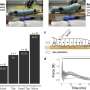 caterpillarele suprim aactiv durerea adoptand o pozitie de sfinga
