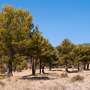 cea mai mare baza de date despre arborii mediteraneeni disponibila acum
