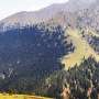 reguli globale care modeleaza linia arborilor la schimbarile climatice dezvaluite