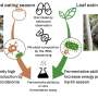 Adaptarea la o dieta sezoniera Cum microbiomul intestinal al macacului japonez gestioneaza lipsa hranei