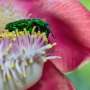 Aerul vibreaza de insecte dar suntem orbi la soarta lor