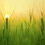 Analiza ADN ului cuantifica biomasa radacinilor pentru a revela rolul climatic ascuns al plantelor