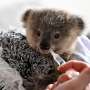 Australia opreste taierea arborilor pentru refugiu koala pe coasta estica