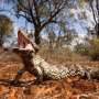 Cand fumul semnaleaza pericolul Cum au evoluat soparlele australiene sa scape de foc