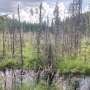 Castorii se intoarc in peisajul padurii revitalizand mediul natural