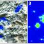 Cel mai vechi pigment mineral albastru din Europa gasit in Germania