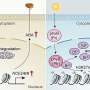 Cercetatorii descopera mecanismul molecular al germinarii semintelor induse de lumina in Arabidopsis