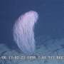 Coralul Chewbacca Noi specie descoperita in apelor Hawaii
