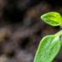 Cum bacteriile dainatoare rapesc culturile