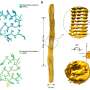 Cum fibrilele amiloide formate de RIPK1 si RIPK3 raspandesc moartea cellulara intre celulele vecine