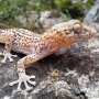Cum temperaturile extreme afecteaza reproductia reptilelor