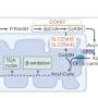 Cum un nutrient esential derivat din vitamina B se concentreaza in mitocondrii