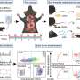 Detectarea cancerului compusii organici volatili promit pentru depistarea timpurie a cancerului multiplu