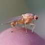 Dinamicile clasice ale genelor recesive sau dominante nu sunt atat de simple