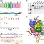 Enzima Compact Cas9d revelata ca instrument promitator de editare genetica