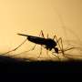 Evolutia genomica a speciilor majore de tantari care transmit malaria descoperita
