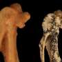 Fossil de pasare cantatoare disparuta de 17 milioane de ani descoperit in Australia