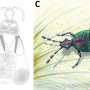Insecta plata iridescenta antica conservata in chihlimbar ar fi putut participa la polenizare