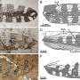 Insecte Jurassic cu aripi asemanatoare frunzelor descoperite in China