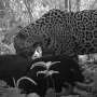 Iubirea jaguarilor in salbaticie Primele imagini cu un jaguar negru in timpul imperecherii