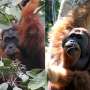 La orangutani fetele masculine atrag cea mai multa atentie