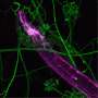 Lupta lipicioasa intre viermi microscopici si ciuperci pradatoare are un cost genetic