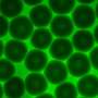 Model avansat deblocheaza mecanica granulara a hidrogelului pentru aplicatii biomedicale