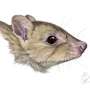 O fantom a australiana O noua specie de marsupial descoperita ar putea fi deja