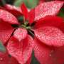 Poinsettia modificate genetic se ramifica natural eliminand necesitatea infectiei bacteriene si a tierii manuale