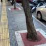 Racorirea urbana copacii au nevoie de apa si spatiu