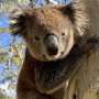 Refugiu insular pentru koala in pericol se confrunta cu capcana genetica fara interventie