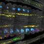 Regulatori ai celulelor stem in Arabidopsis si porumb releva potential agricol